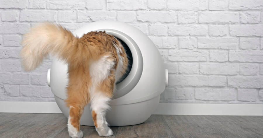 Automatic Litter Boxes Compared: Are They Worth the Investment?