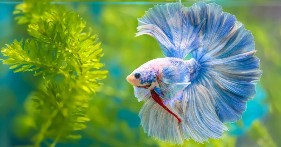 Everything You Need Before Bringing Home a Betta Fish